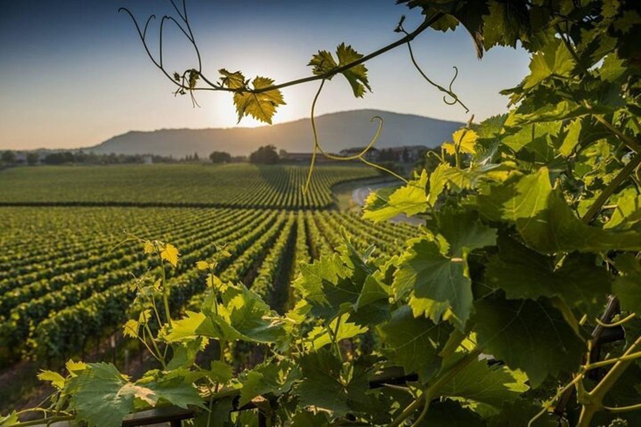 Wine Tour in Franciacorta da Milano — 4