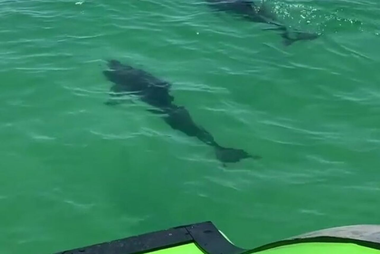 Crociera con delfini a Destin FL — 5