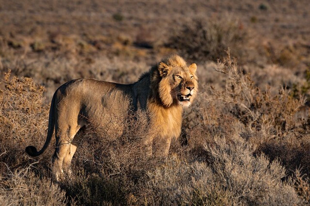 Tour privato: Cerere, Breede River Valley, Big Sky e Big 5 con vino — 7
