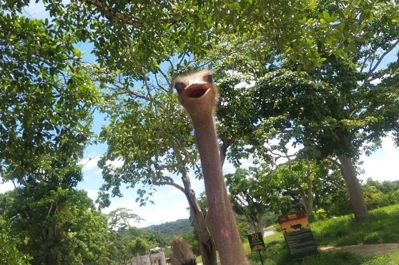 Tour privato dello zoo privato di Pablo Escobar La Hacienda Napoles — 2