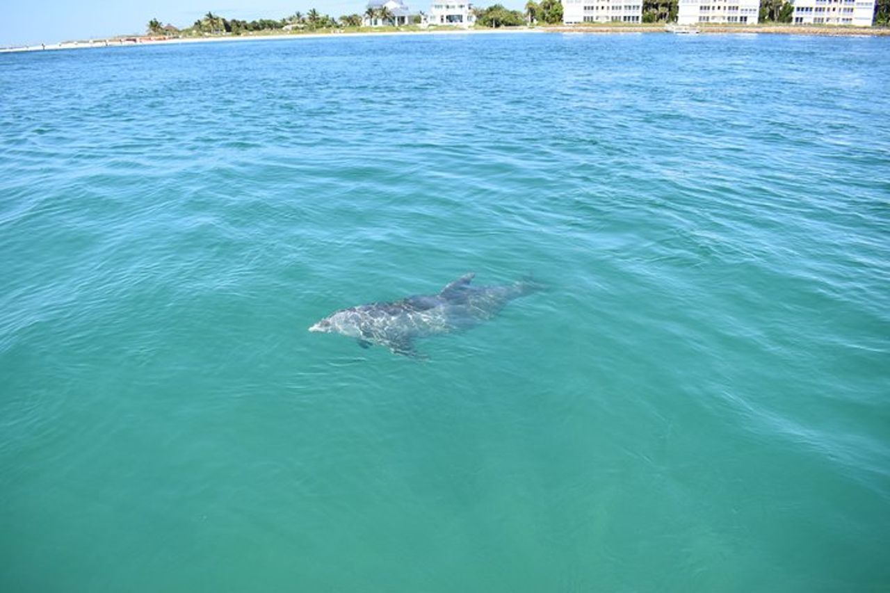 Crociera al tramonto e con i delfini intorno a Fort Myers Beach — 8