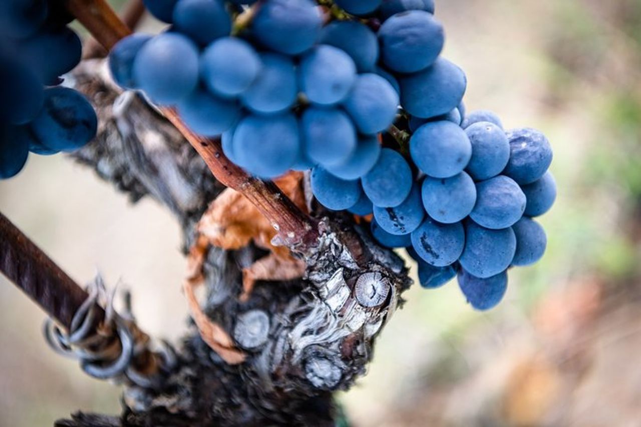 Tour e degustazione presso un'azienda vinicola biologica nel cuore del Chianti Classico — 9