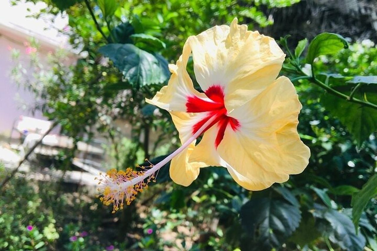 Passeggiata attraverso i quartieri francesi di Pondicherry — 9