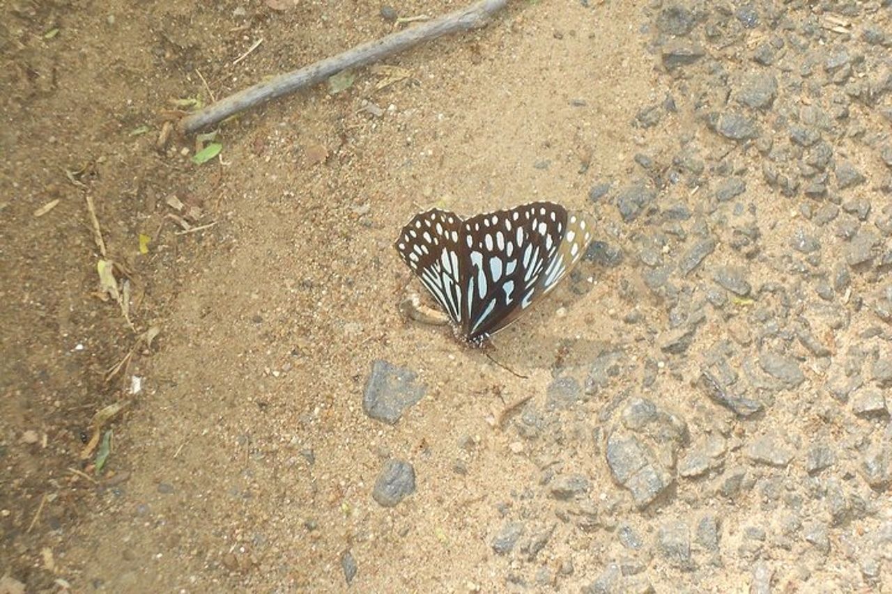 Percorso naturalistico a Chennai — 3