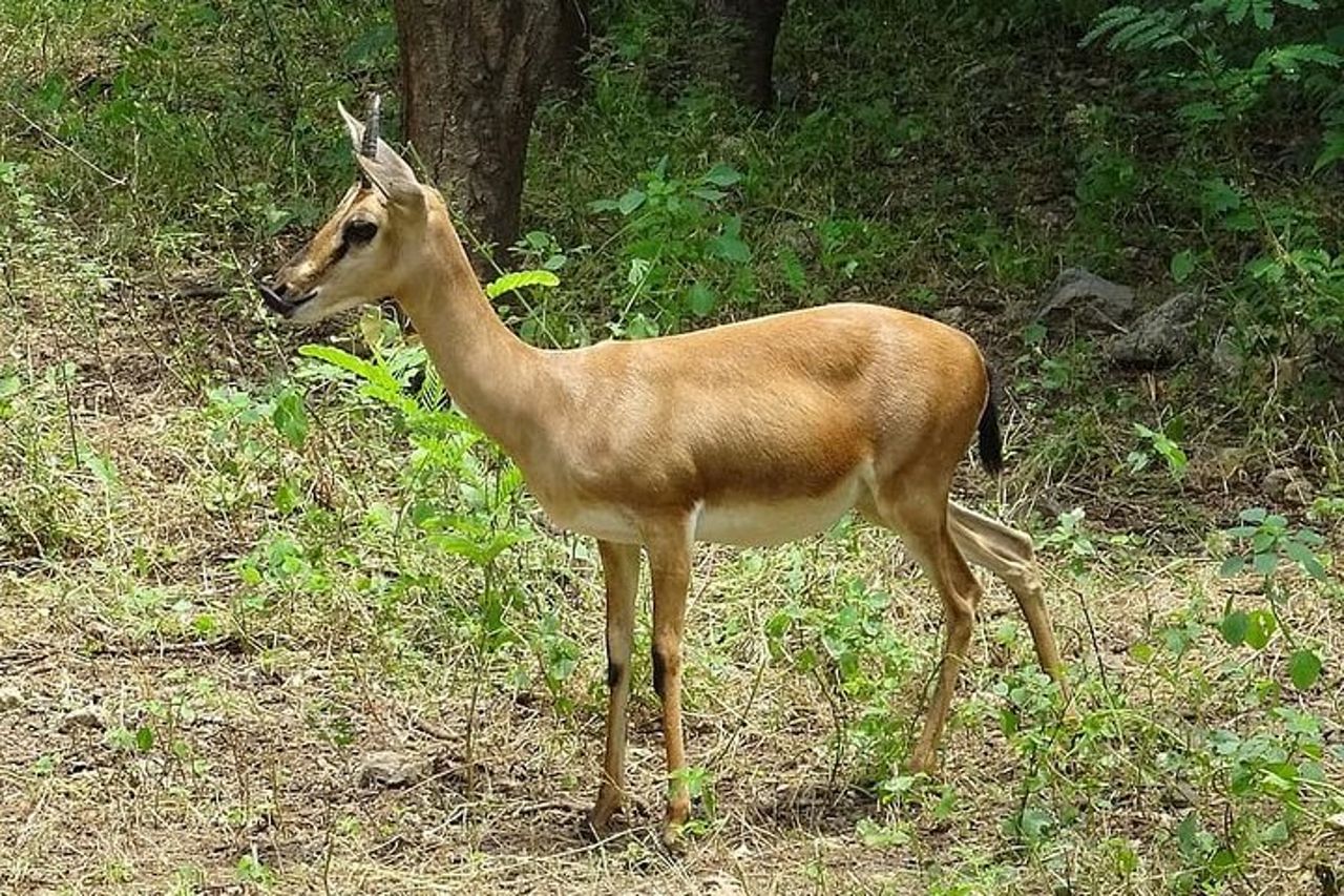 Percorso naturalistico a Chennai — 4
