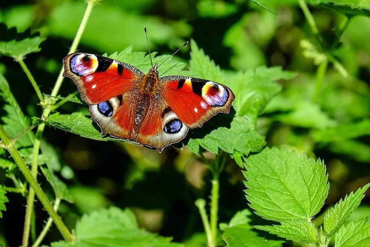 Percorso naturalistico a Chennai — 6