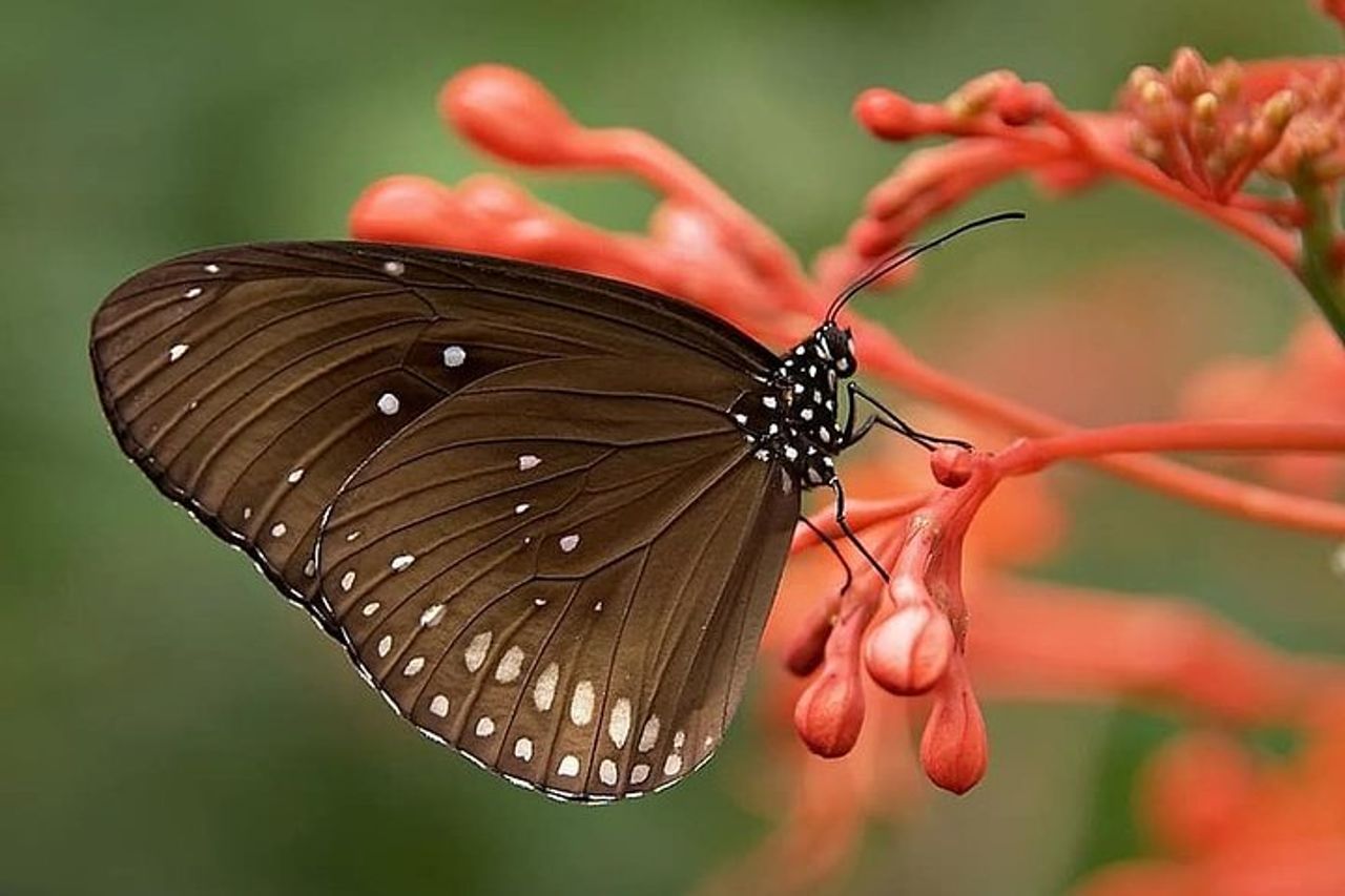 Percorso naturalistico a Chennai — 7