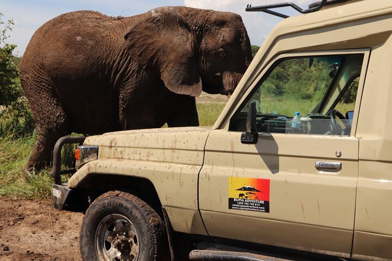 Safari di 3 giorni in Tanzania - Manyara, Ngorongoro e Tarangire — 5