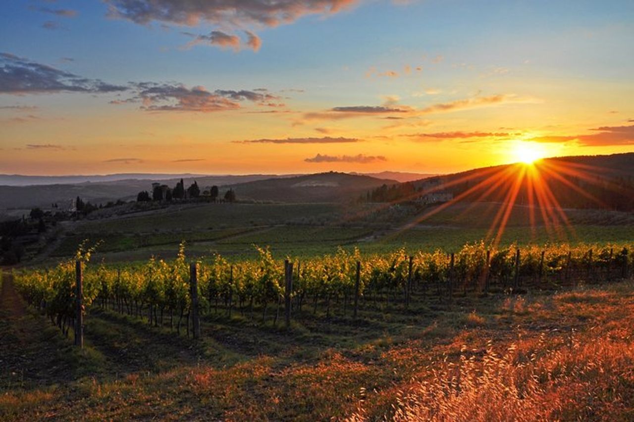 Chianti Lovers Tour - 2 Cantine e SuperTuscan Small Group da Lucca — 9