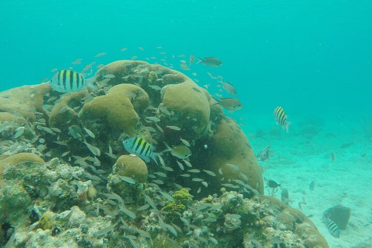 Il meglio di St. John: Kayak, snorkeling e picnic a Honeymoon Beach — 3