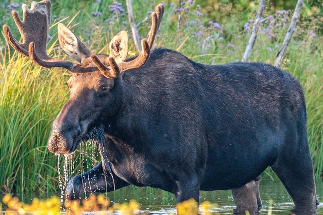 Grand Teton National Park Tour da Jackson Hole — 6
