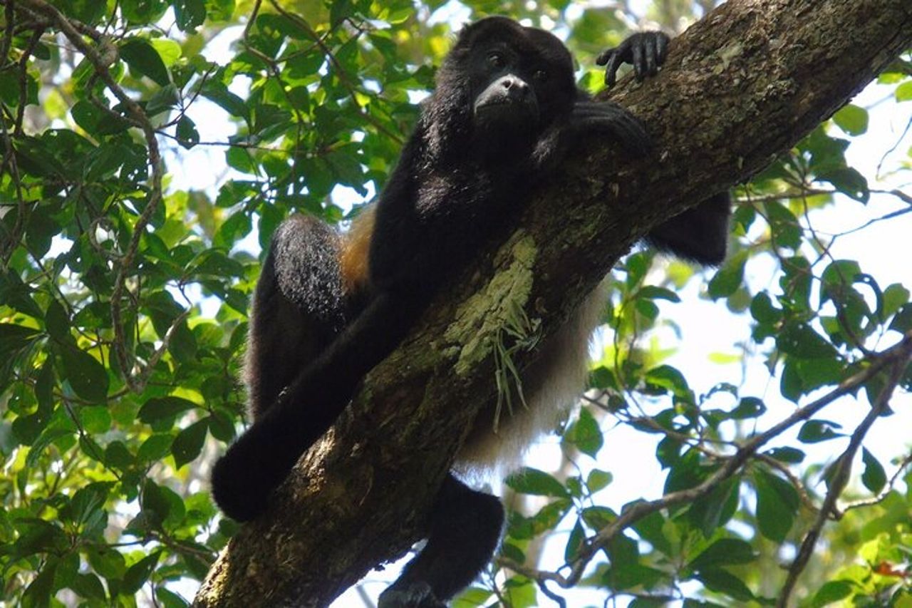 Escursione in crociera Colon: foresta pluviale, forte di San Lorenzo e espansione del canale — 3