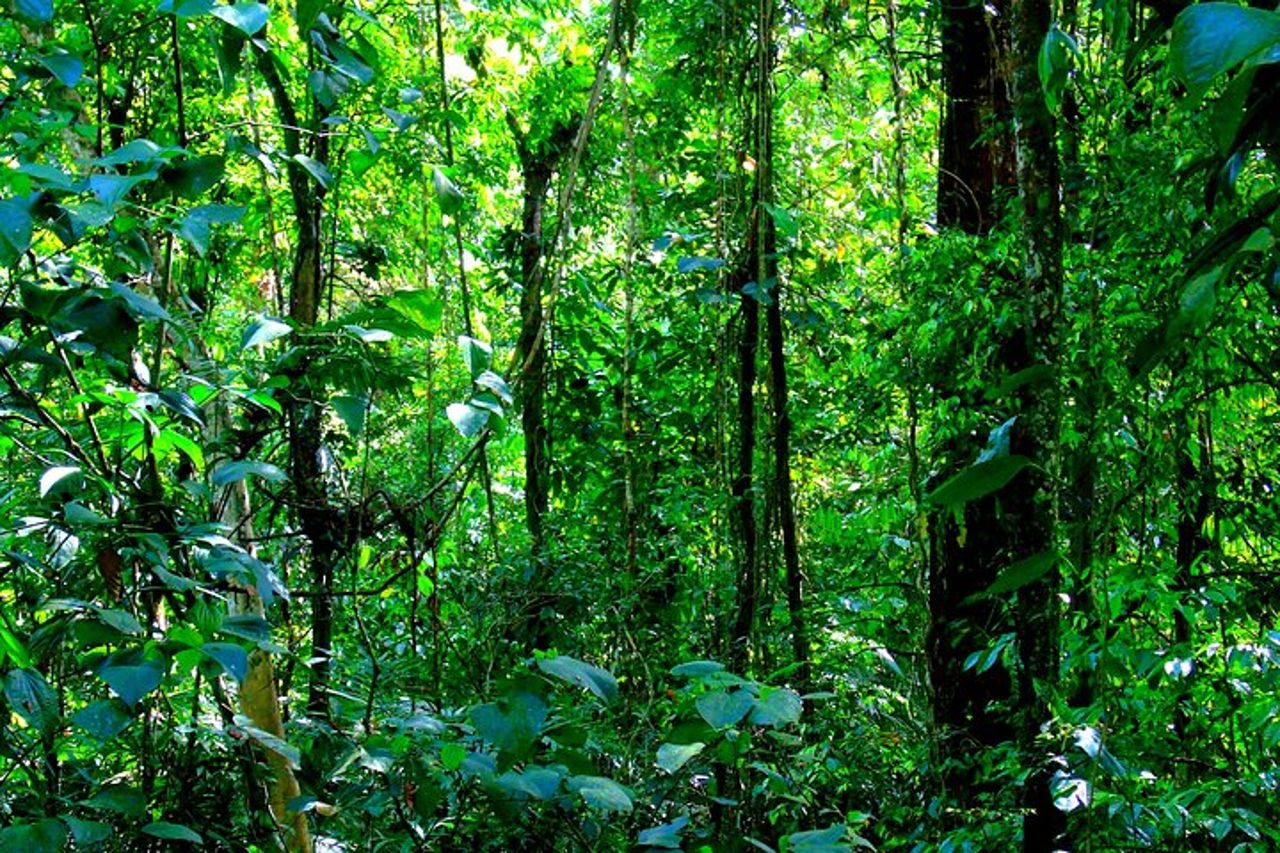 Escursione in crociera Colon: foresta pluviale, forte di San Lorenzo e espansione del canale — 5