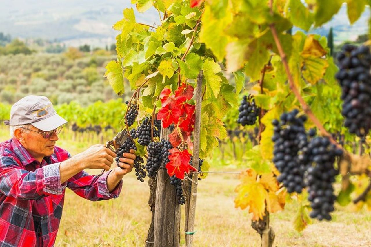 Tour del brunello di Montalcino da San Gimignano — 6