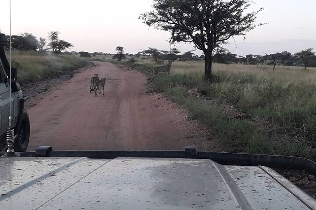 Safari in gruppo di 5 giorni in Tanzania, Tarangire/Serengeti/Ngorongoro Crater — 2