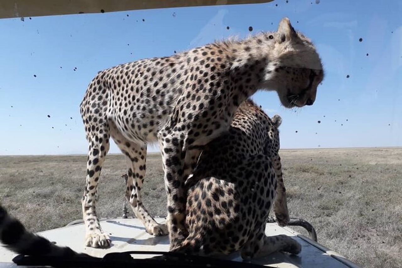 Safari in gruppo di 5 giorni in Tanzania, Tarangire/Serengeti/Ngorongoro Crater — 3