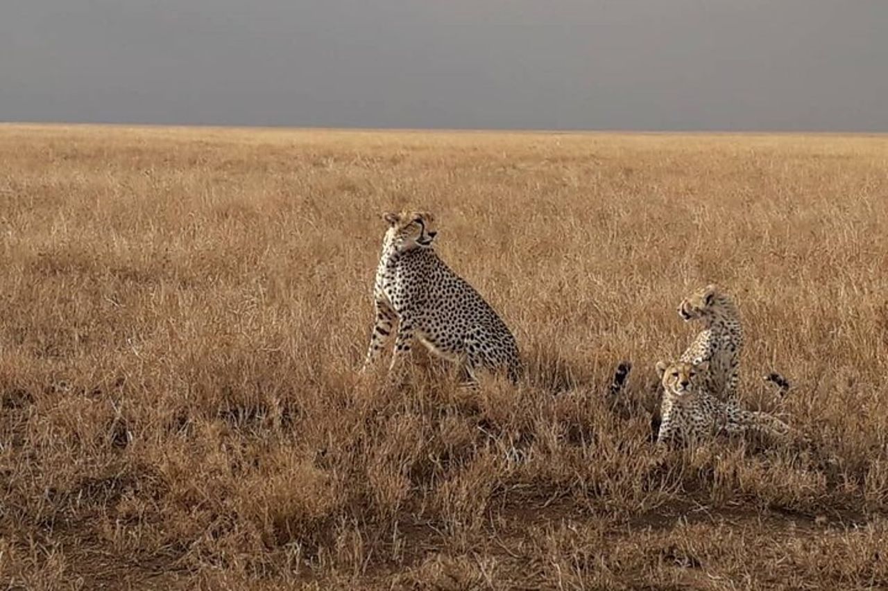 Safari in gruppo di 5 giorni in Tanzania, Tarangire/Serengeti/Ngorongoro Crater — 4
