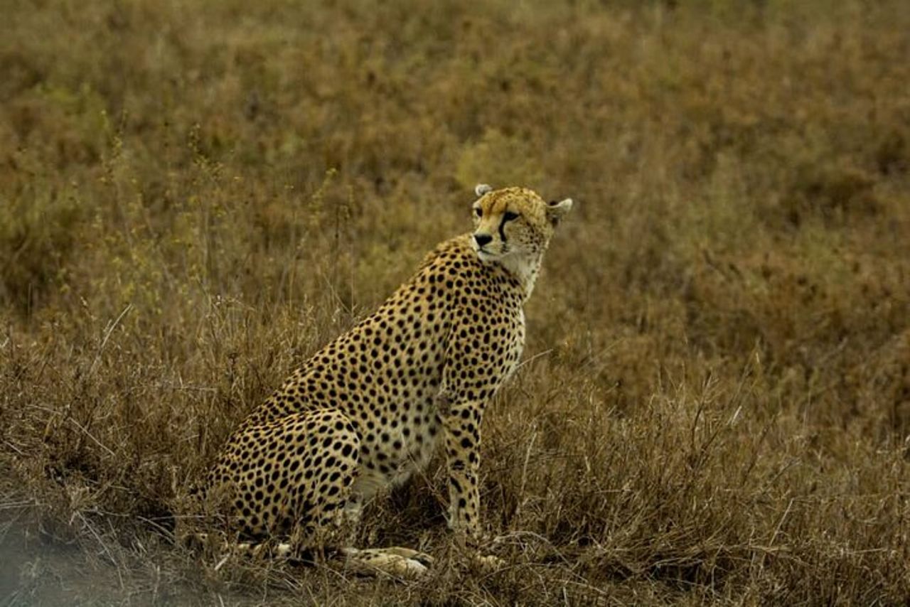 Safari in gruppo di 5 giorni in Tanzania, Tarangire/Serengeti/Ngorongoro Crater — 5