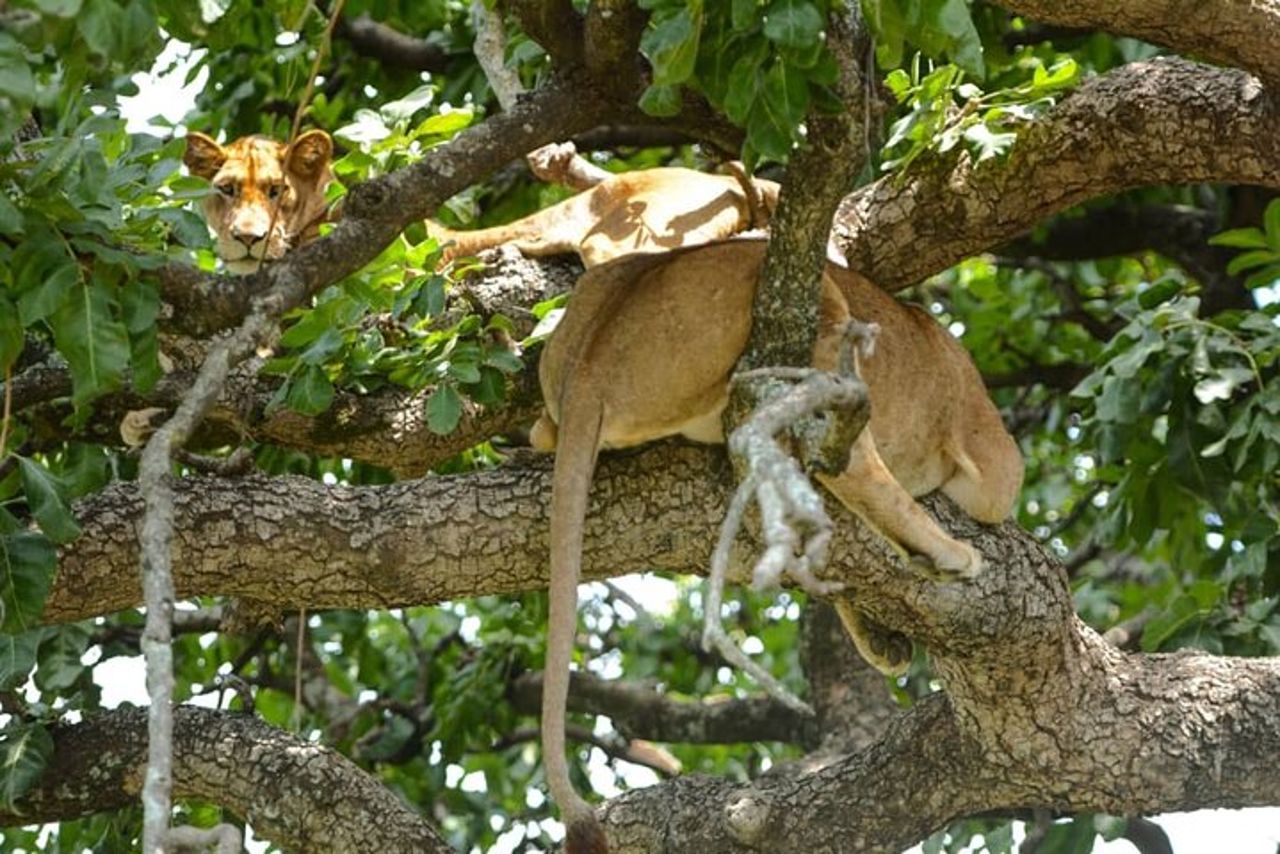 Safari in gruppo di 5 giorni in Tanzania, Tarangire/Serengeti/Ngorongoro Crater — 6