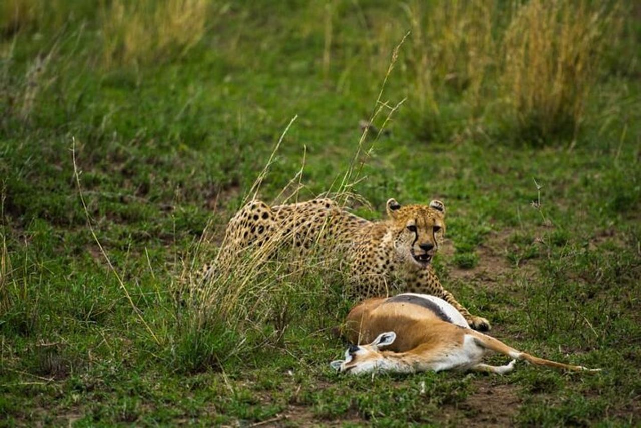Safari in gruppo di 5 giorni in Tanzania, Tarangire/Serengeti/Ngorongoro Crater — 8