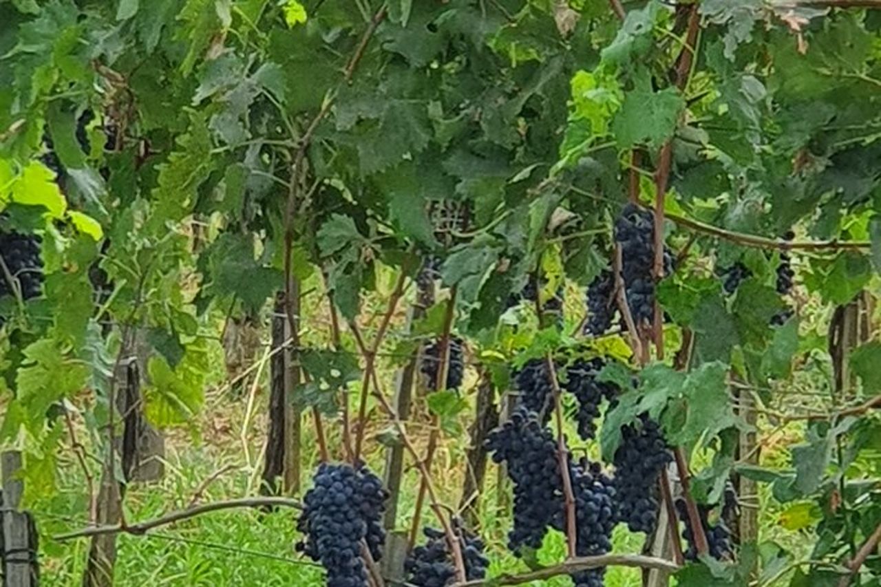 Tour privato del Chianti, Siena e San Gimignano in Minivan — 5