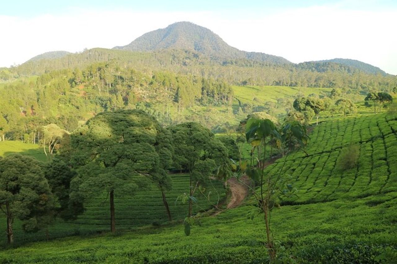 La natura curativa della campagna di Bandung — 5