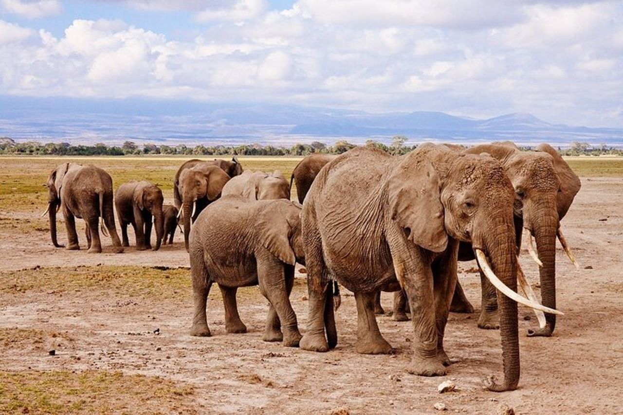 3 GIORNI ETOSHA WILDLIFE SAFARI- Namibia (Campeggio) — 9