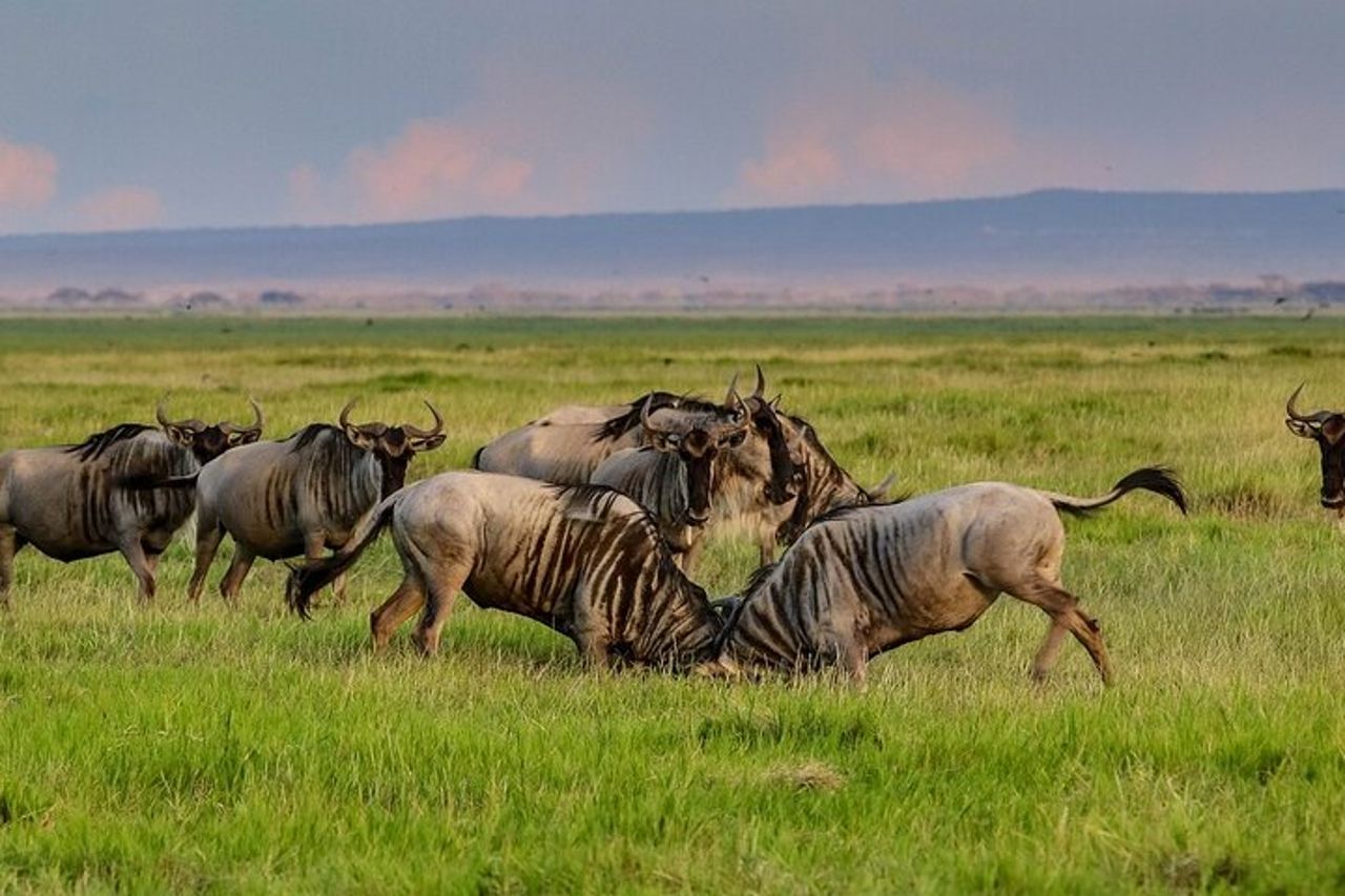 3 GIORNI ETOSHA WILDLIFE SAFARI- Namibia (Campeggio) — 2