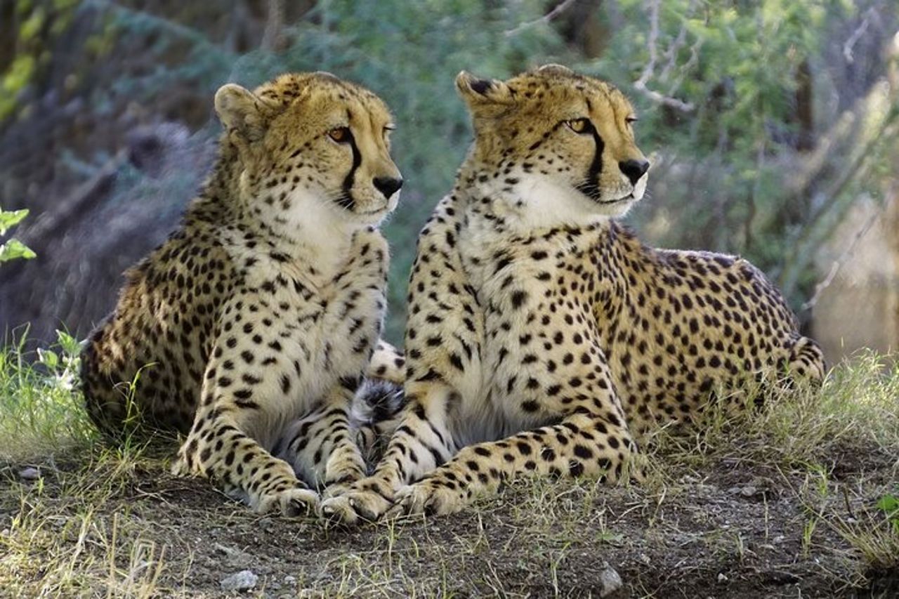 3 GIORNI ETOSHA WILDLIFE SAFARI- Namibia (Campeggio) — 5