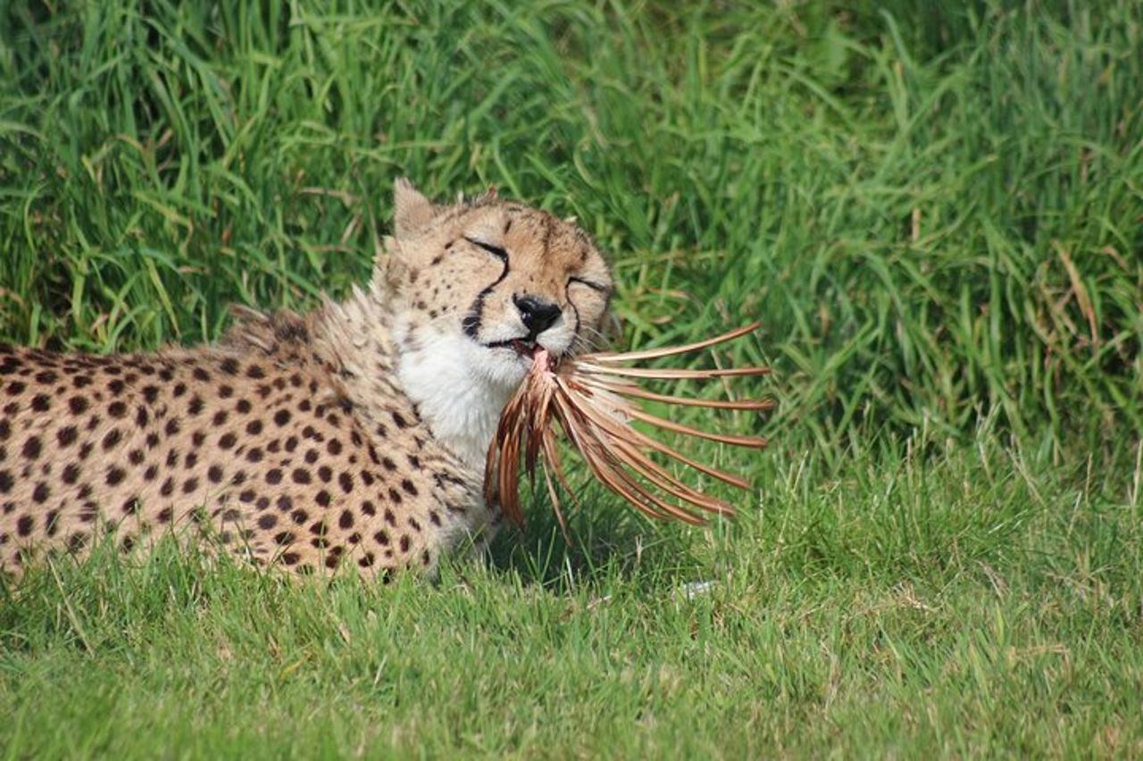 3 GIORNI ETOSHA WILDLIFE SAFARI- Namibia (Campeggio) — 7