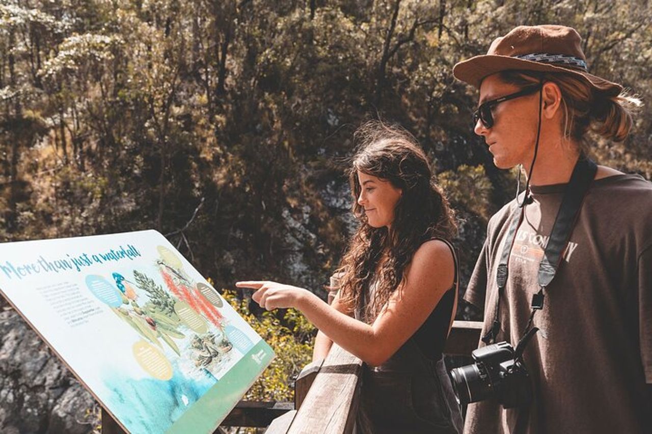 Springbrook andTamborine Rainforest Tour con ponte naturale e grotta dei vermi incandescenti — 8