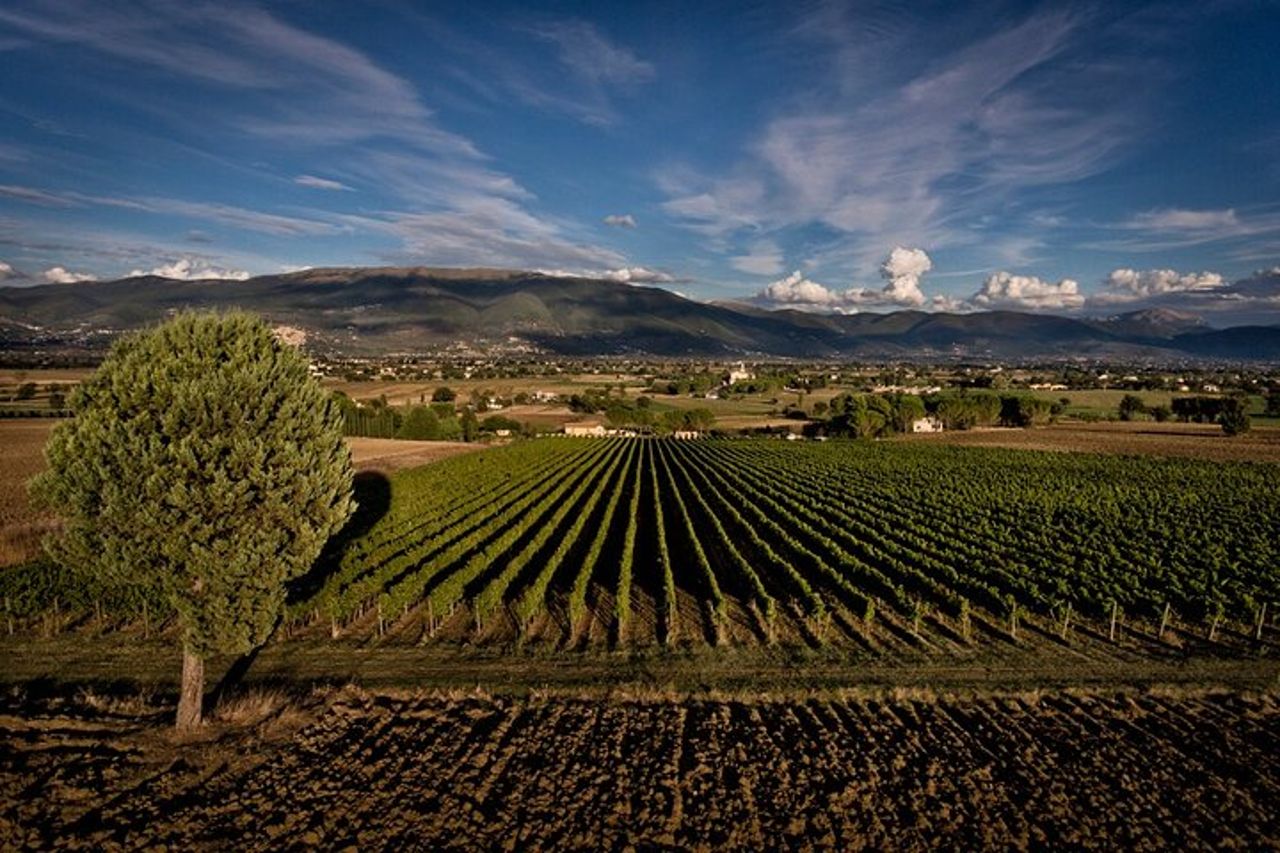 Visita Guidata in Cantina con Degustazione Privata a Montefalco — 9