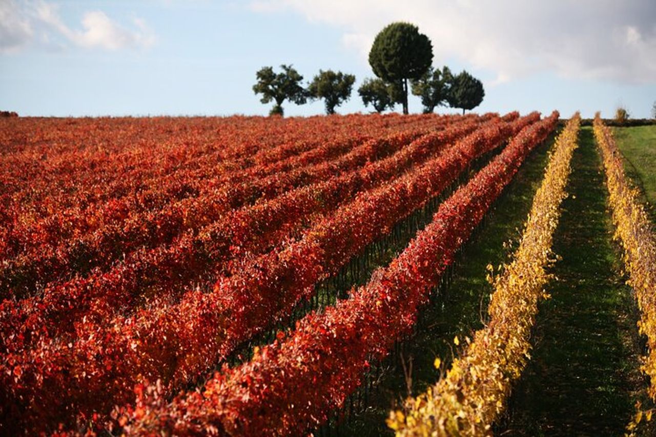 Visita Guidata in Cantina con Degustazione Privata a Montefalco — 3