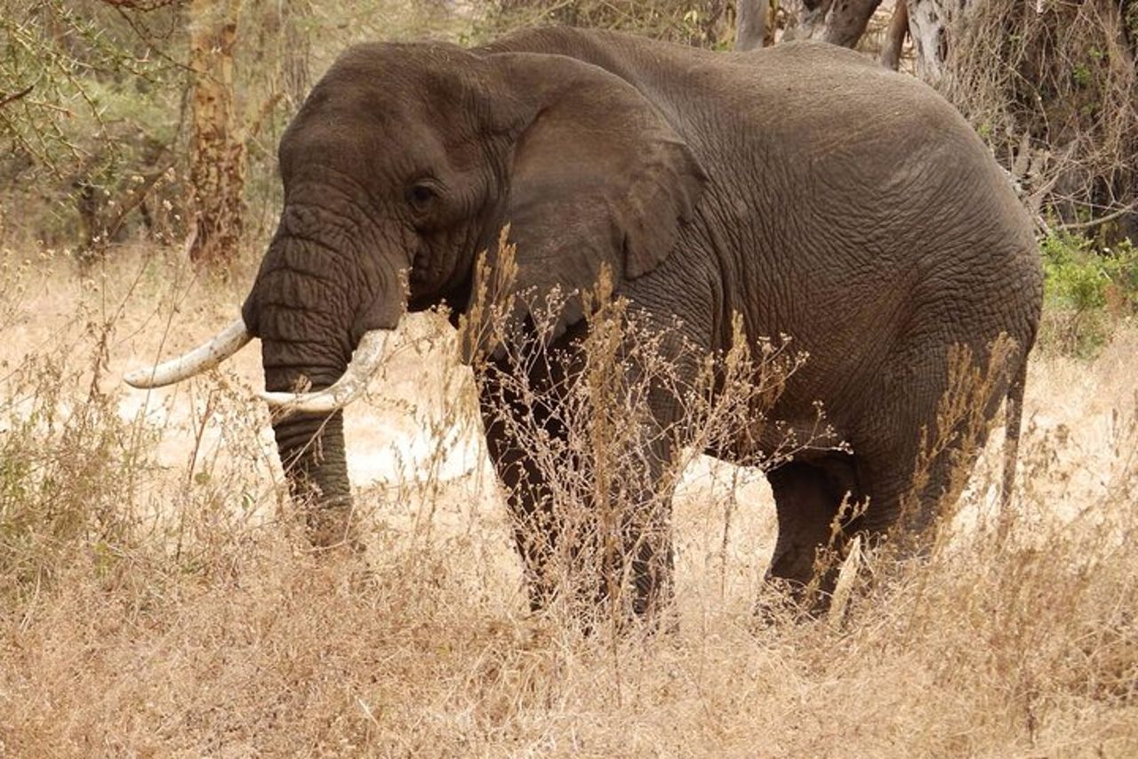 Safari di 4 giorni da Arusha: Tarangire, Serengeti e Ngorongoro — 3