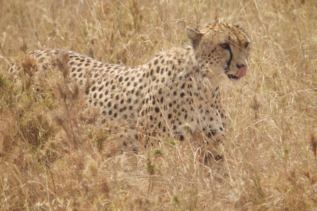 Safari di 4 giorni da Arusha: Tarangire, Serengeti e Ngorongoro — 4