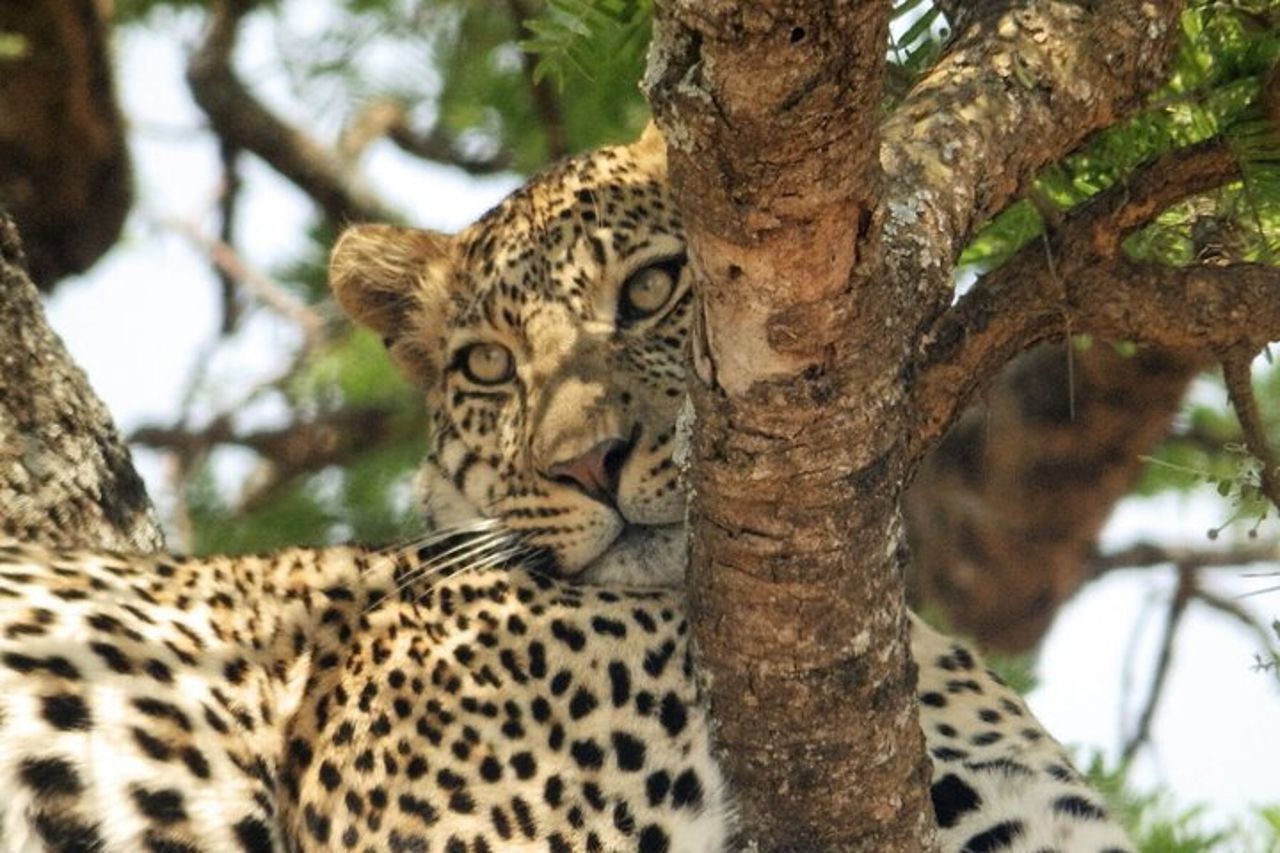 Safari di 4 giorni da Arusha: Tarangire, Serengeti e Ngorongoro — 6