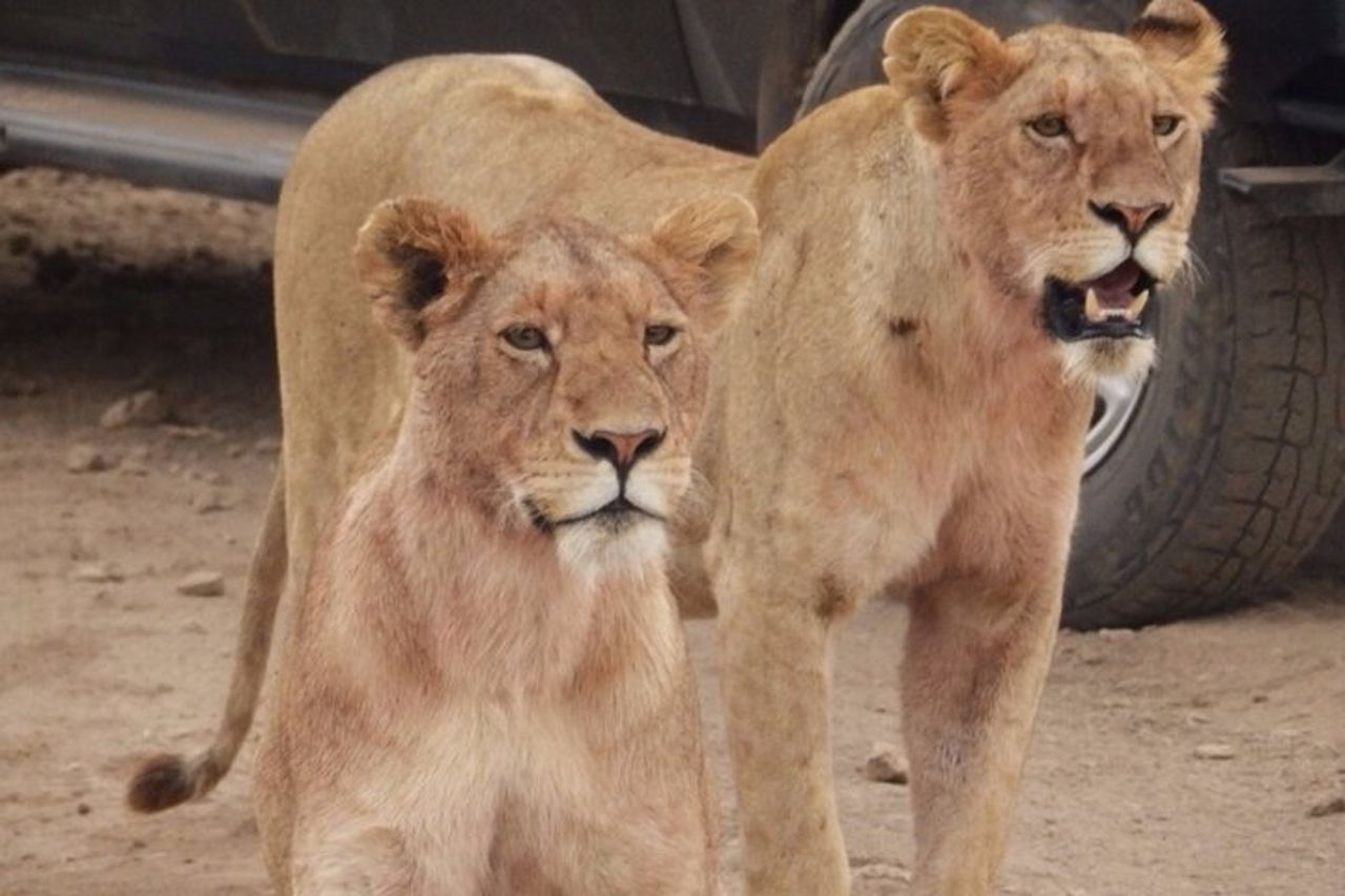 Safari di 4 giorni da Arusha: Tarangire, Serengeti e Ngorongoro — 7