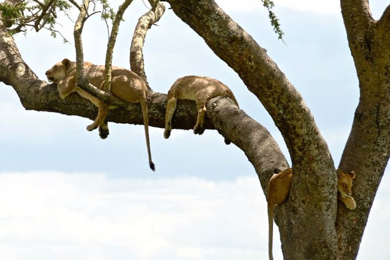 Safari di 4 giorni da Arusha: Tarangire, Serengeti e Ngorongoro — 8
