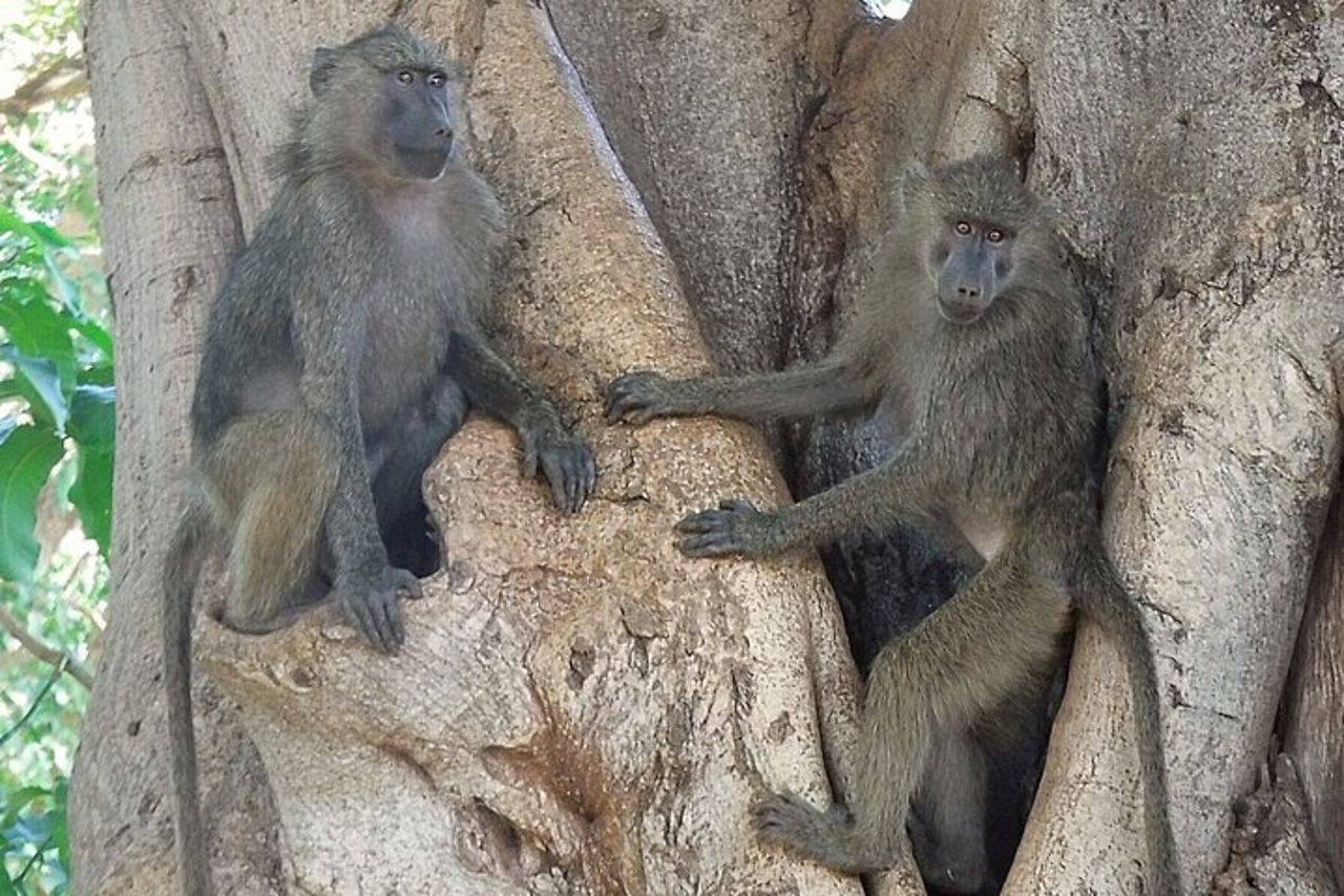 Safari di 4 giorni da Arusha: Tarangire, Serengeti e Ngorongoro — 9