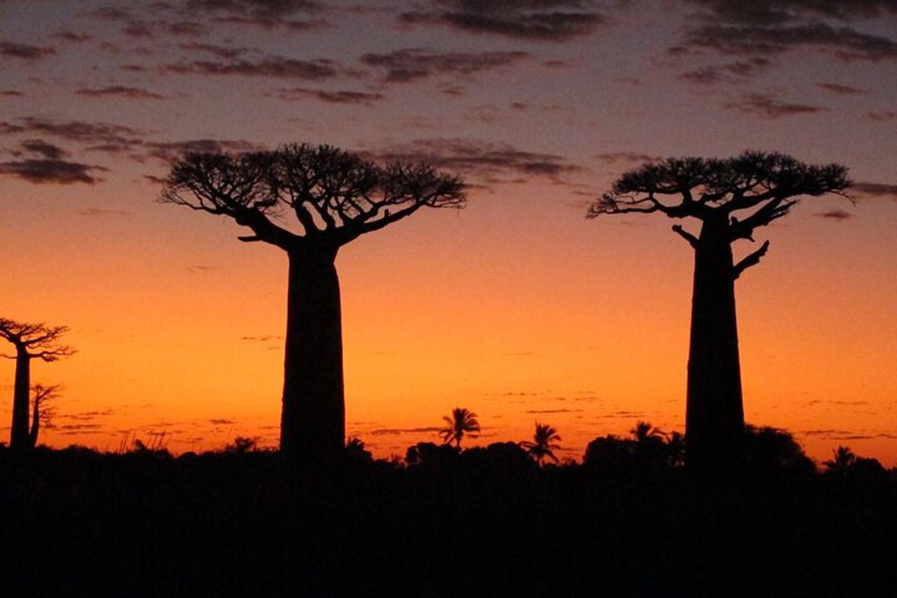 Tour privato di 9 giorni di Morondava Baobab e Andasibe Lemurs — 2