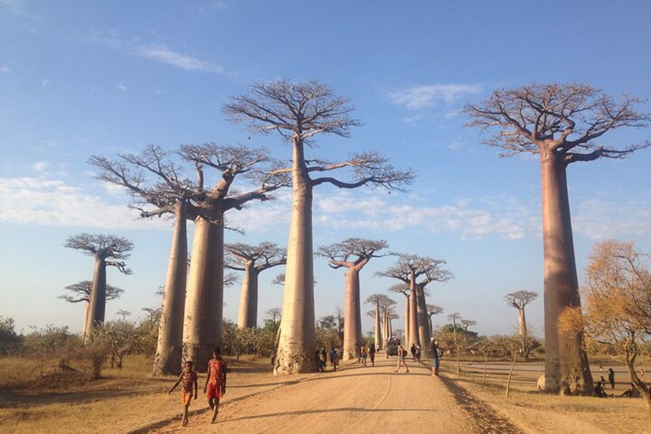 Madagascar 7 giorni Baobabs and Lemurs Tour — 2