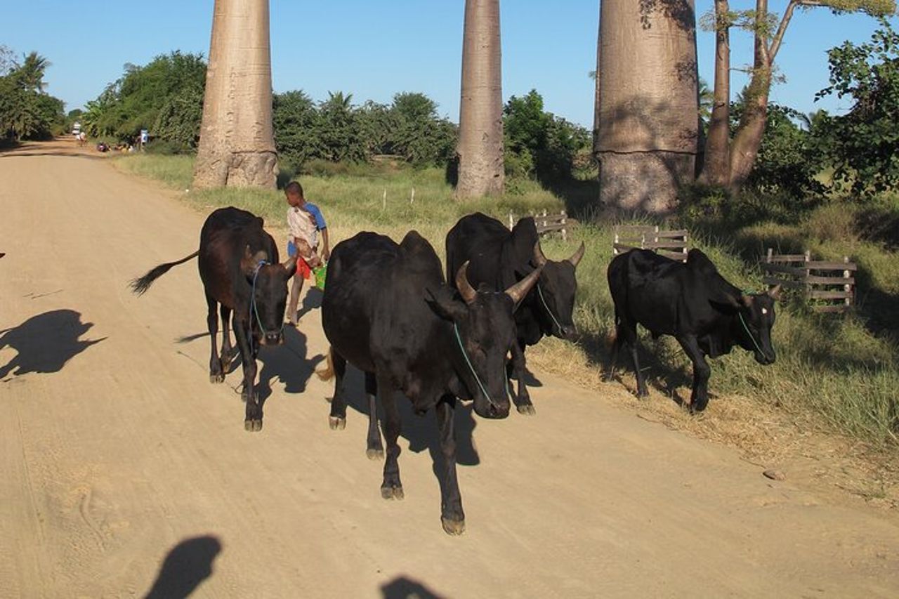 Tour privato di 9 giorni di Morondava Baobab e Andasibe Lemurs — 4