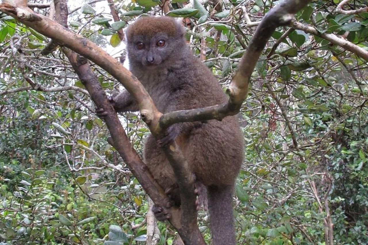 Tour privato di 9 giorni di Morondava Baobab e Andasibe Lemurs — 7