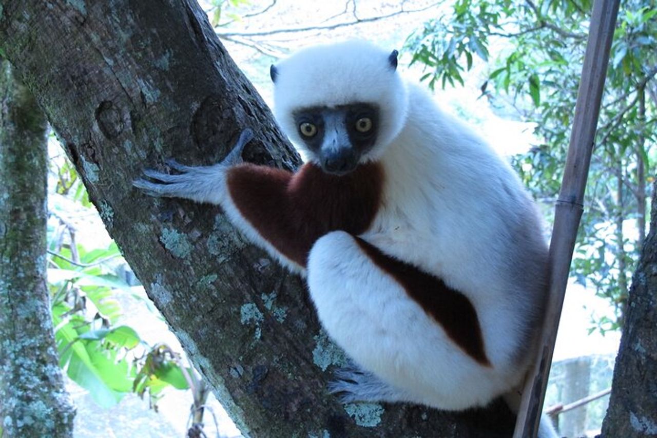 Tour privato di 9 giorni di Morondava Baobab e Andasibe Lemurs — 8