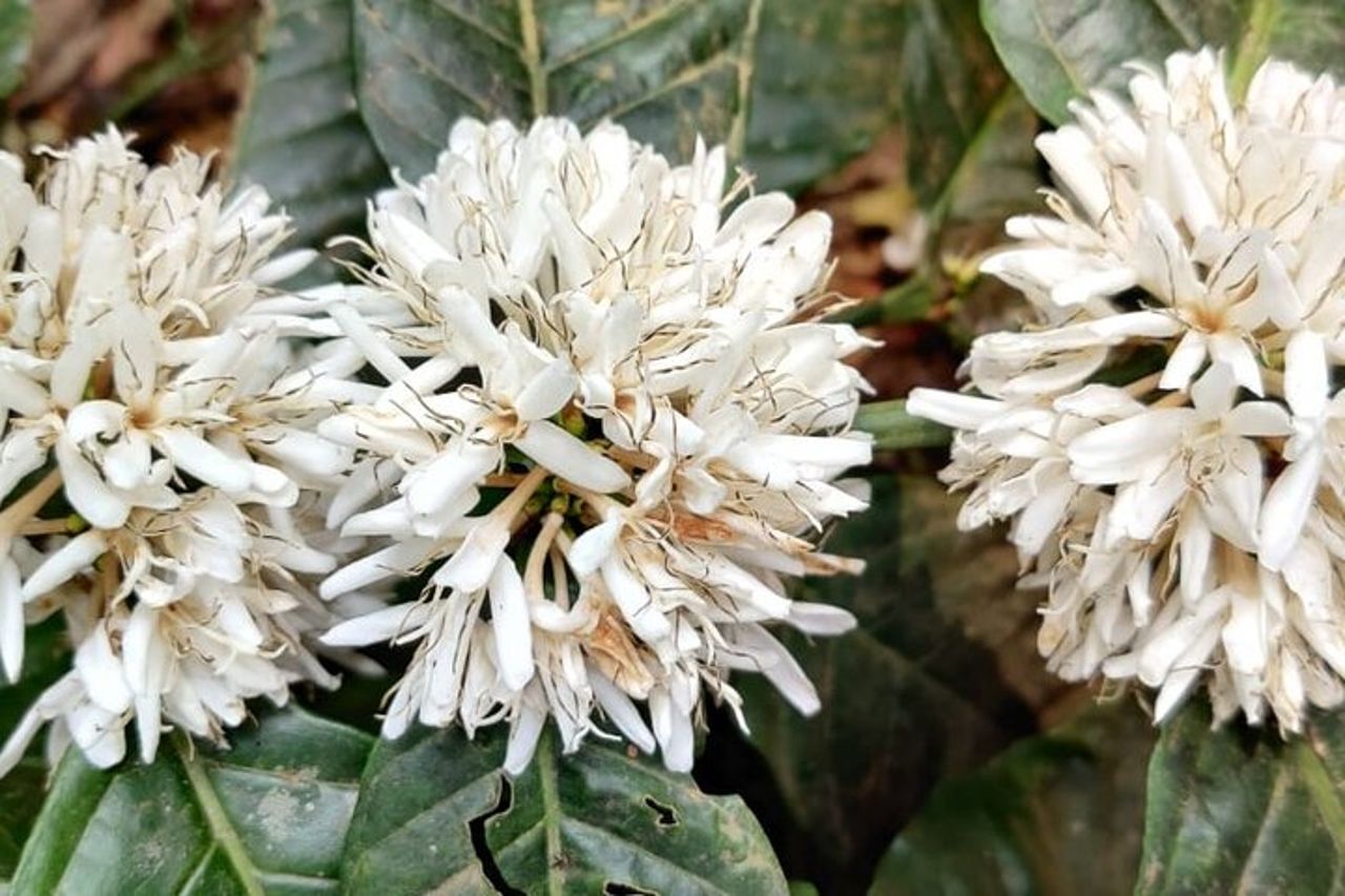 Tour della tenuta del caffè e delle spezie Mercara Gold Coorg — 5