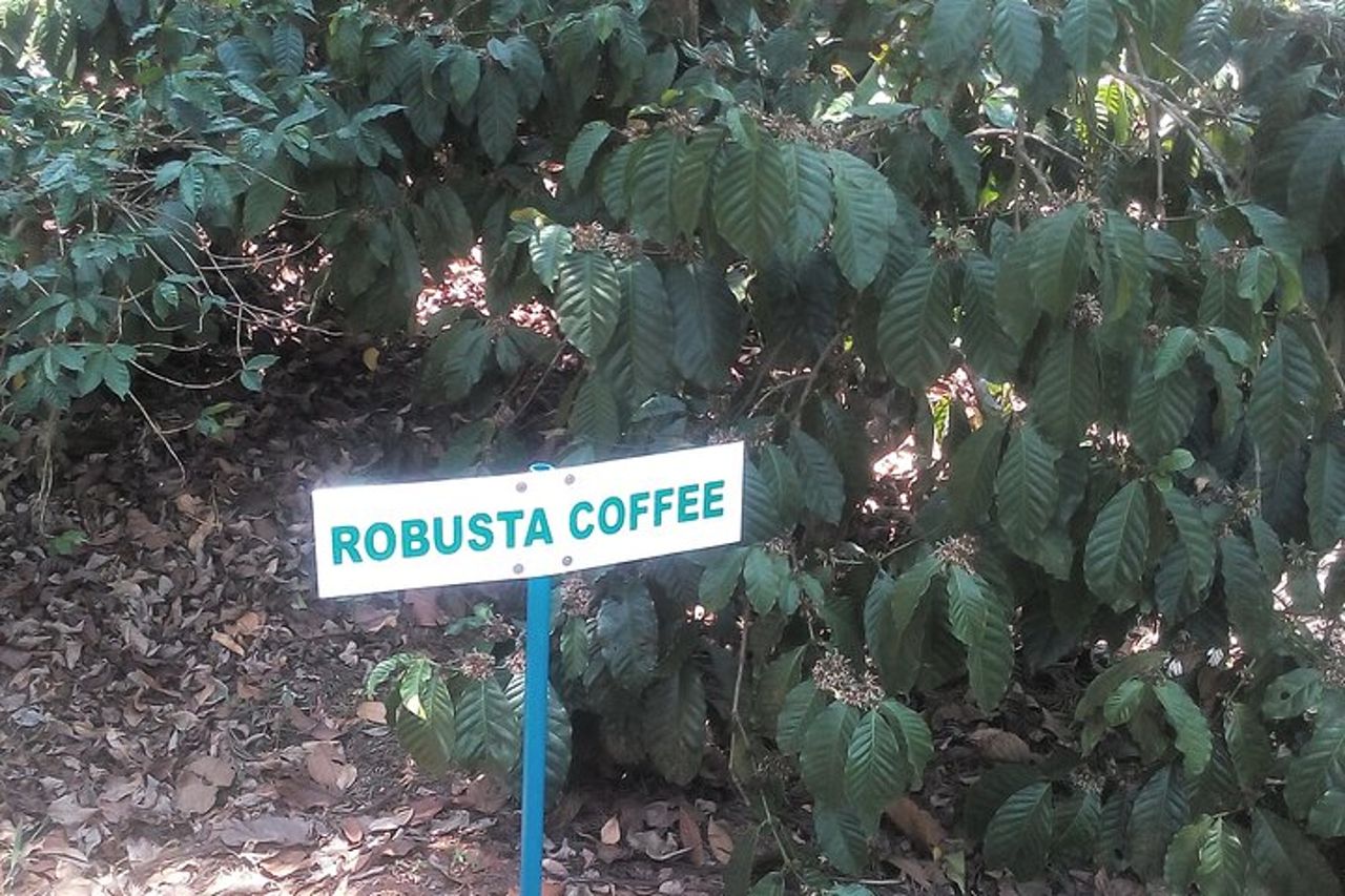 Tour della tenuta del caffè e delle spezie Mercara Gold Coorg — 8