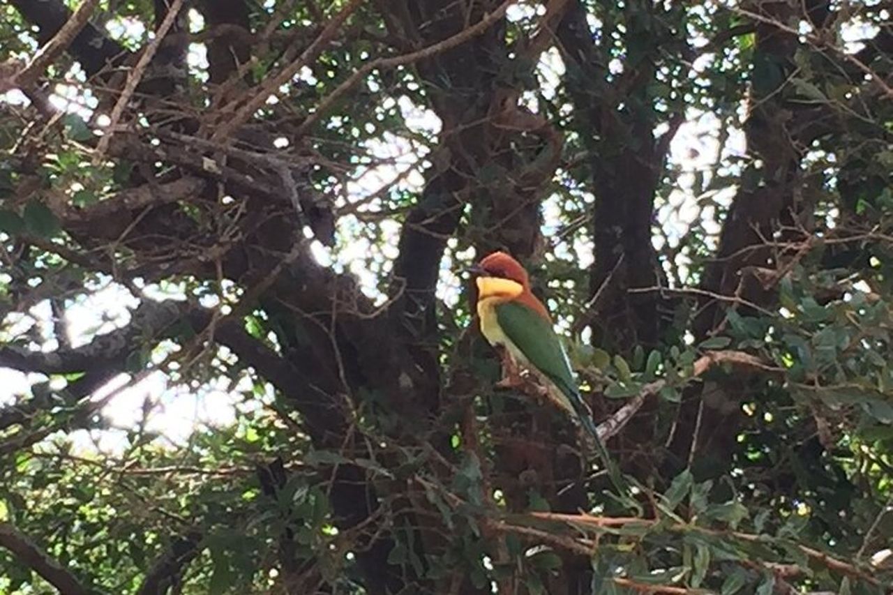 Safari di una giornata intera - Yala National Park - dalle 04.30 alle 18.00 con - Janaka safari — 3