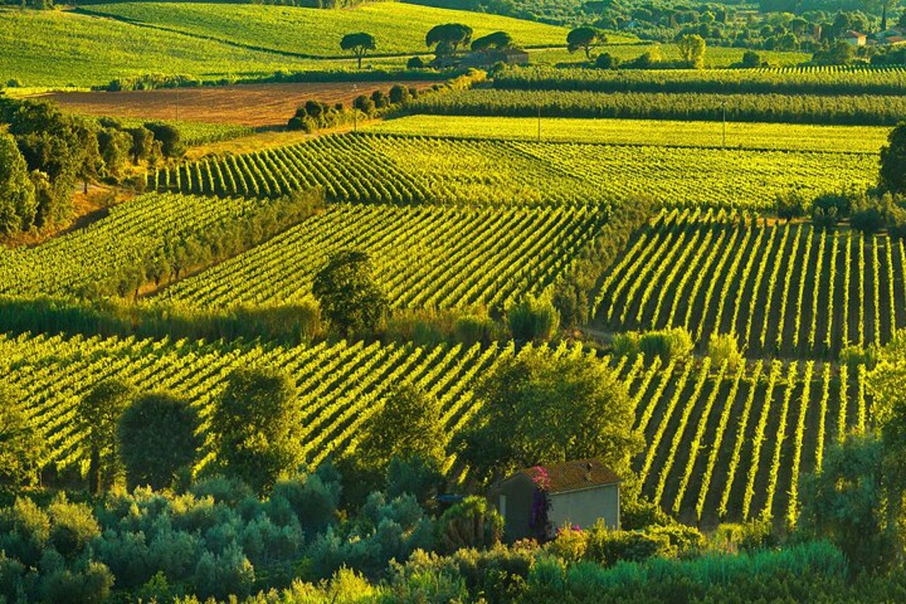 Tour privato personalizzabile di un'intera giornata a Bolgheri da Firenze — 9