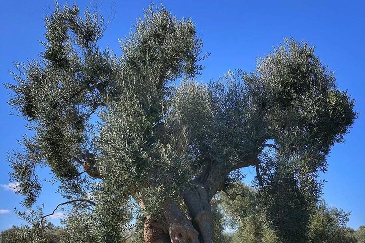 Tour di un giorno di Bari, Alberobello, Matera — 4