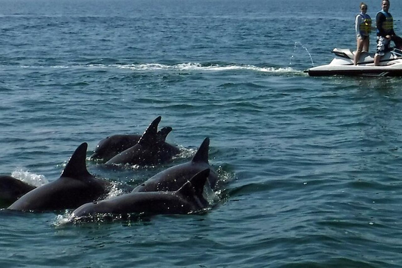 Crab Island Dolphin Jet Ski Adventure — 6